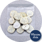 8610-P8 - Craft Pack - Sand Dollars